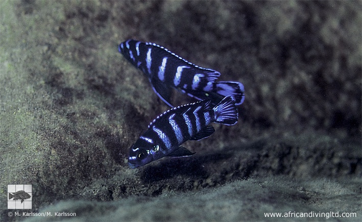 Chindongo demasoni 'Ndumbi Reef'